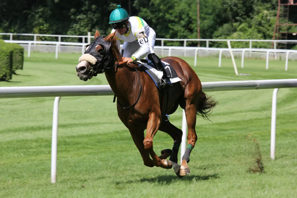 5 Horse Racing Tips
