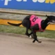 Fernando Phil Gallops to Victory