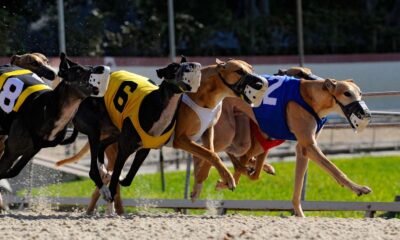Major Sponsorship Deal for Top Irish Greyhound Races