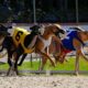 Major Sponsorship Deal for Top Irish Greyhound Races