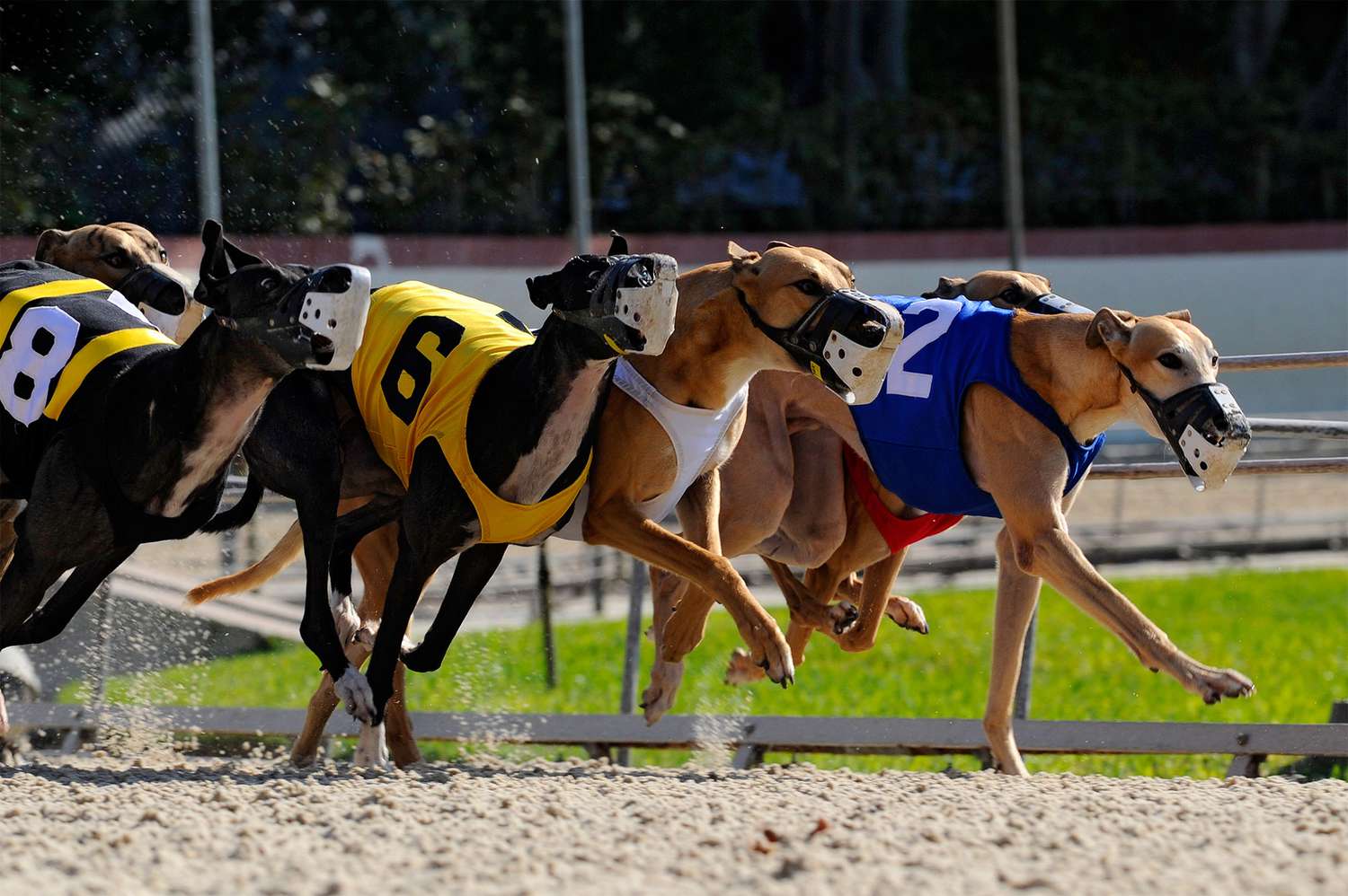 Major Sponsorship Deal for Top Irish Greyhound Races