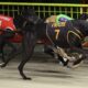 Nangar Larry Claims Thrilling 2024 Bulli Gold Cup Victory