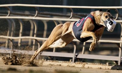 Preview of the 2024 Greyhound Racing
