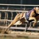 Preview of the 2024 Greyhound Racing