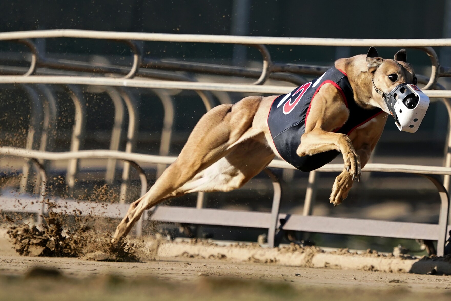 Preview of the 2024 Greyhound Racing