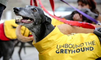 greyhound race