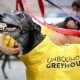 greyhound race
