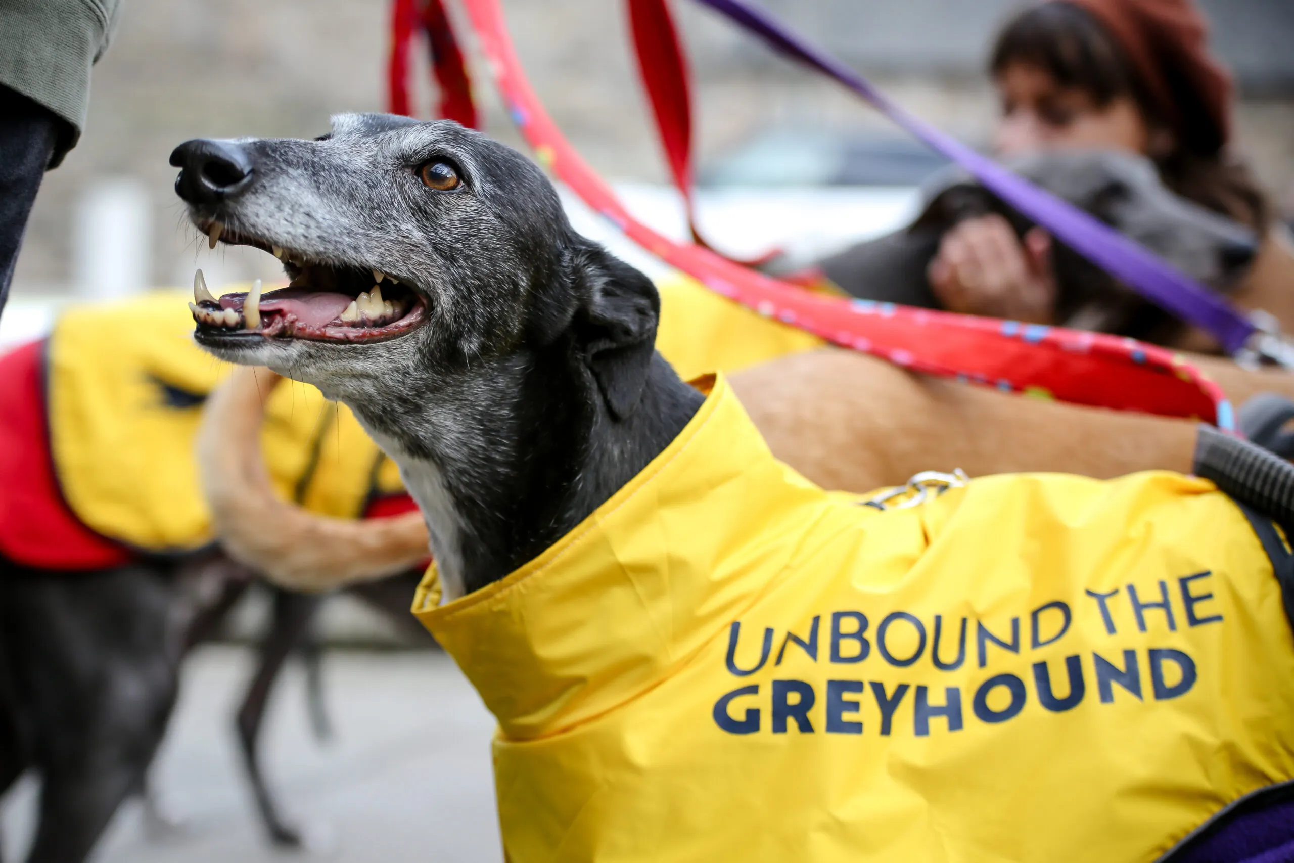 greyhound race