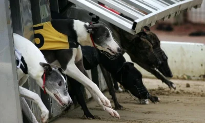 greyhounds