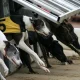 greyhounds