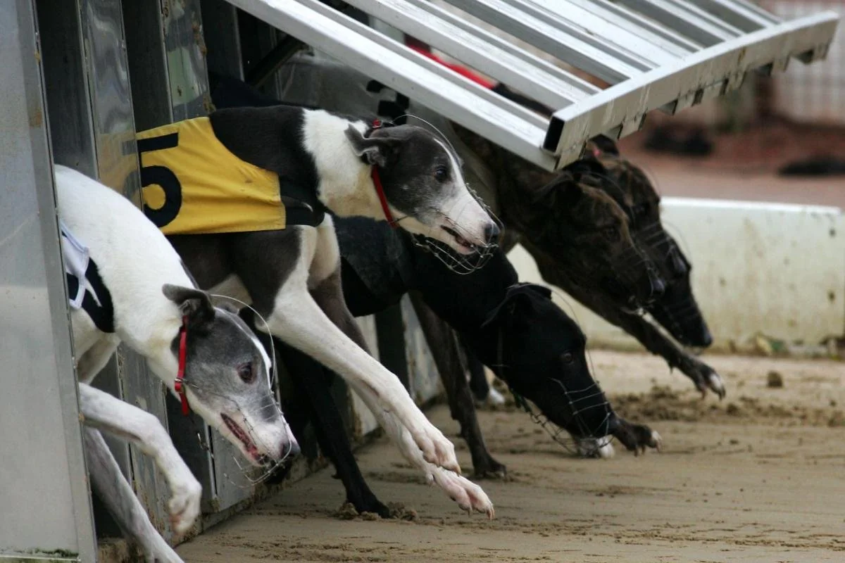 greyhounds
